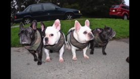 SAN FRANCISCO, DECEMBER 2015: KEITH HARING “THE POLITICAL LINE”, MAURICE JORDAN NOSESLIDE ATTEMPTS