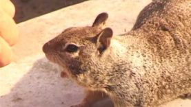 SKATEBOARD STORIES FILM – Vol. 1, Pt. 1- Homeless Skateboarder