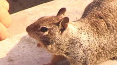 SKATEBOARD STORIES FILM – Vol. 1, Pt. 1- Homeless Skateboarder