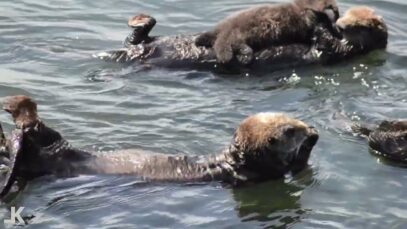 LIVING KEYS MUSIC – TRACE BEATS